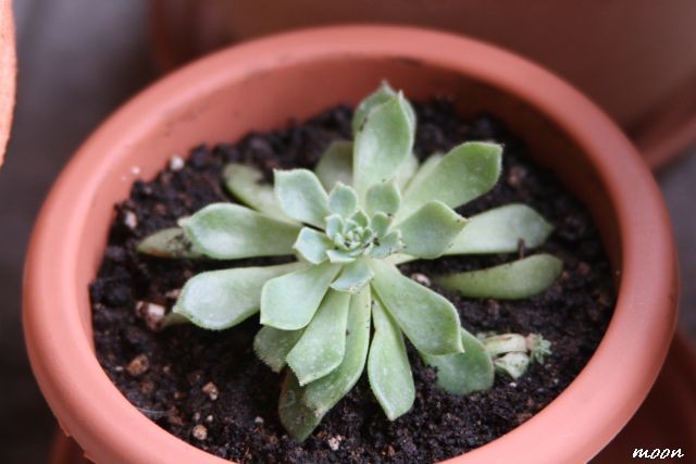 Echeveria Setosa